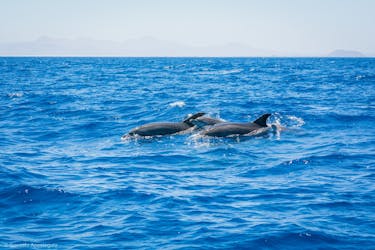 Ervaring met het spotten van walvissen en dolfijnen op Lanzarote